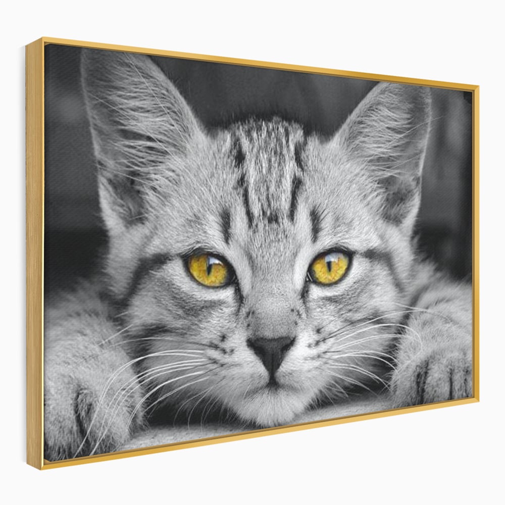 Tablou canvas cu tablou canvas cu o pisica alb-negru si ochi galbeni, in rama de aluminiu auriu